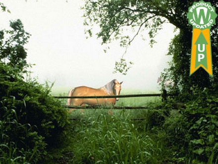 Horse in the mist Animated Wallpaper (ใครรักม้า ชอบม้า ต้อง Wallpaper รูปม้า เหมือนจริง)