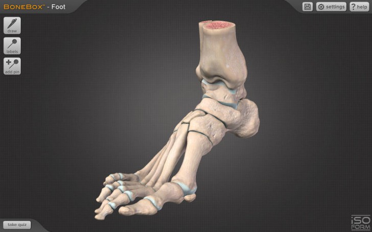 โปรแกรมดูกระดูกข้อต่อส่วนเท้า BoneBox Foot Viewer